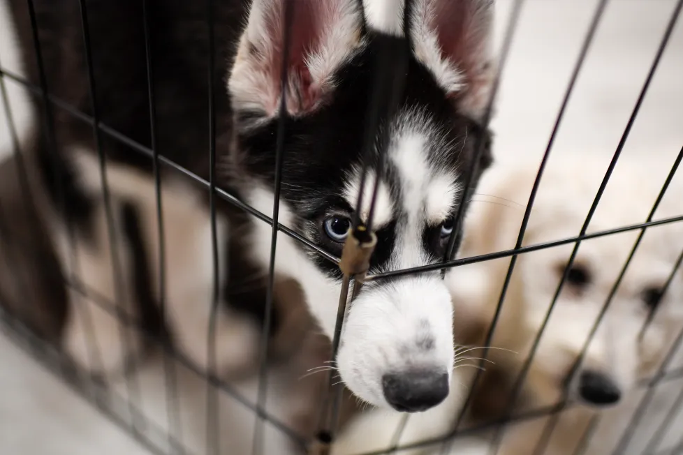 Maryland Ban on Pet Store Sales