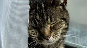 Dead Cat Found in Bin
