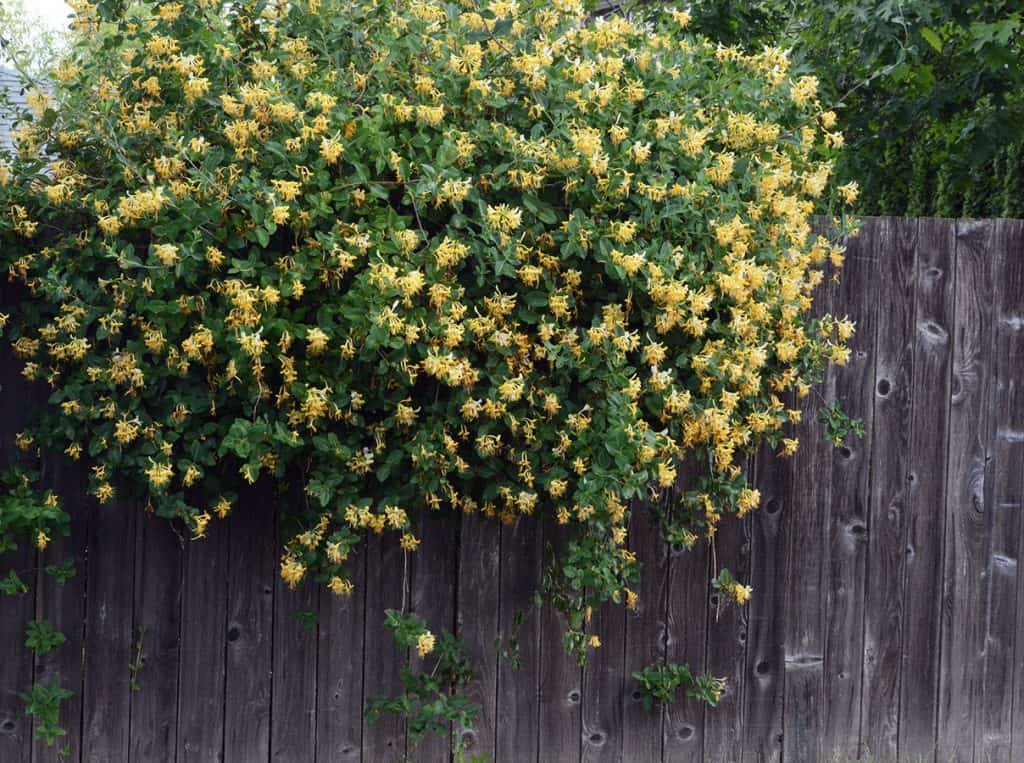 Japanese Honeysuckle