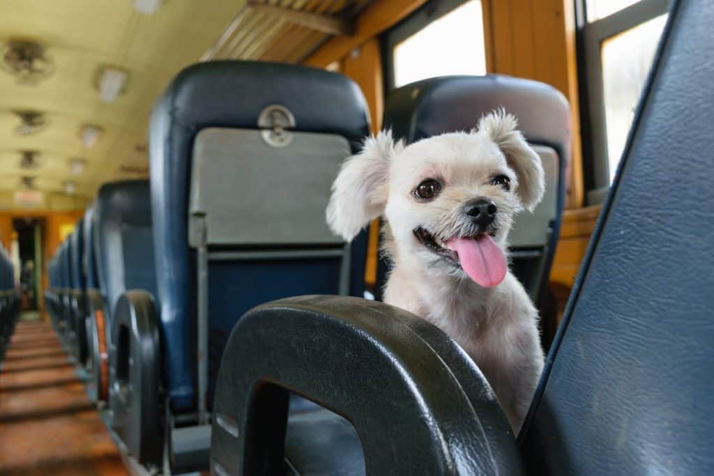 pet on Amtrak