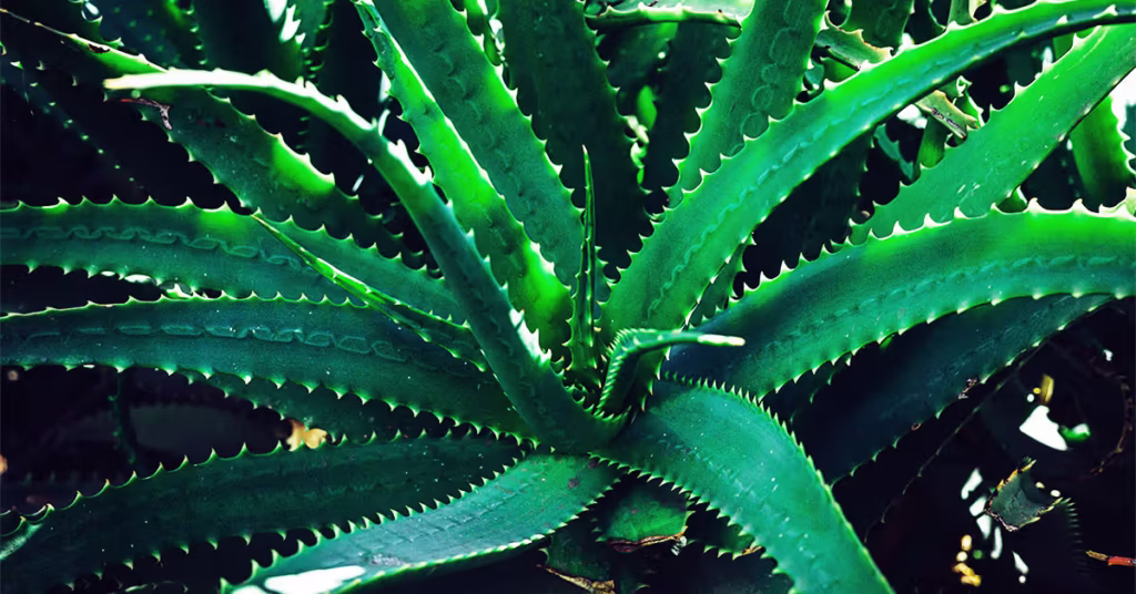 Is Aloe Vera Pet Friendly