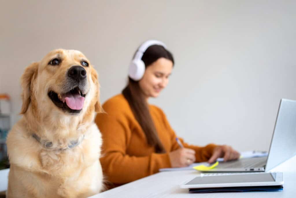 Are Pet Friendly Offices Productive