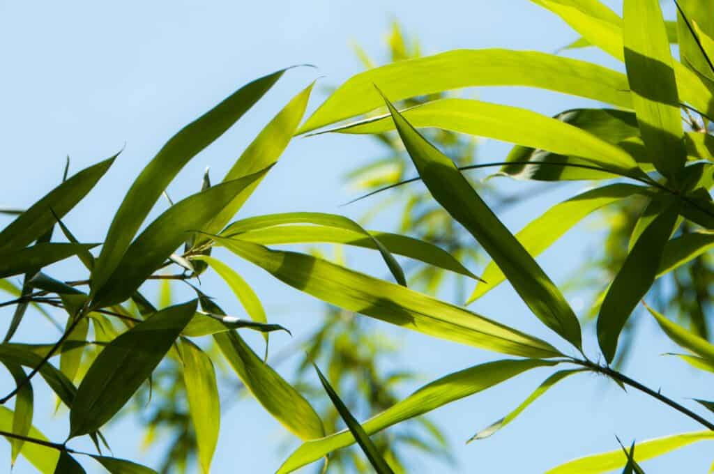 Are Bamboo Plants Pet Friendly