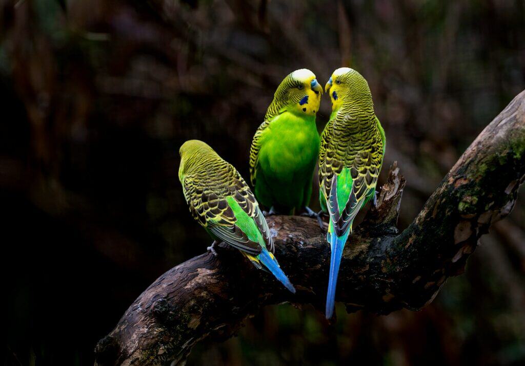Why Are Pet Store Budgies Not Friendly