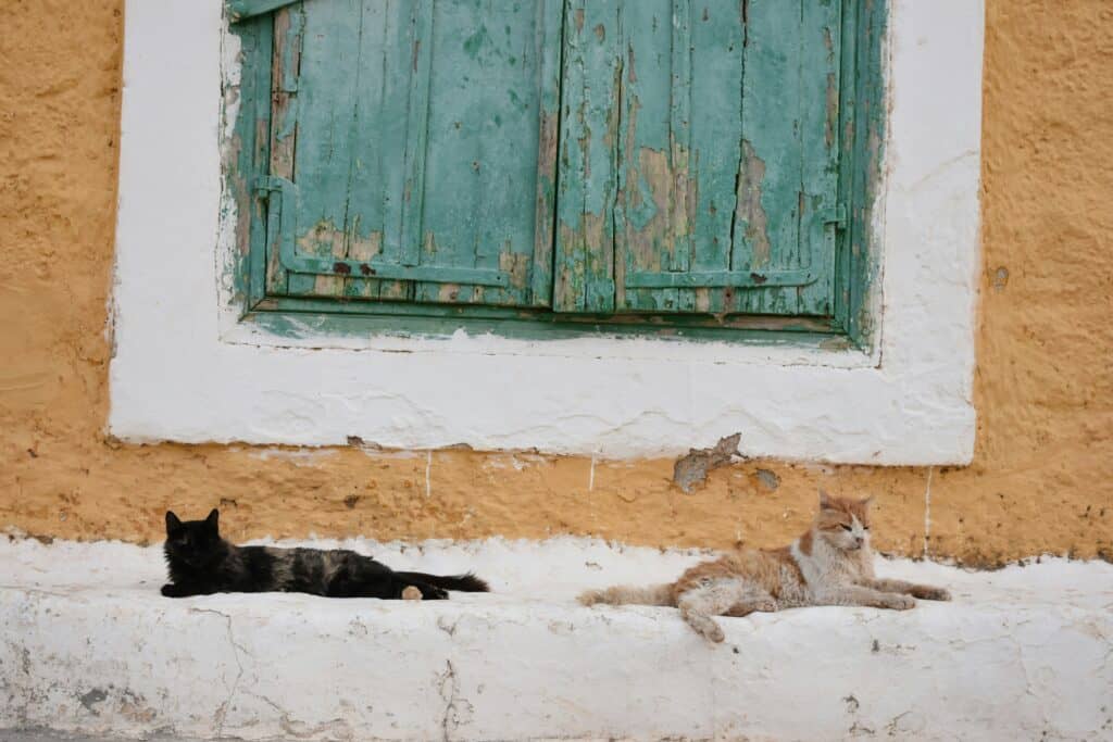 Cat Friendly Home Design