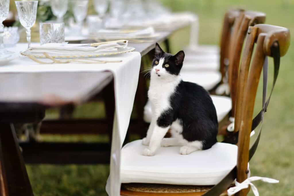 Cat Friendly Adoption Events