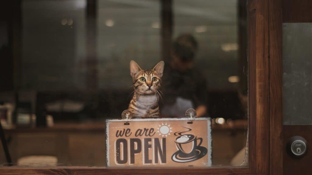 Cat Friendly Coffee Shops