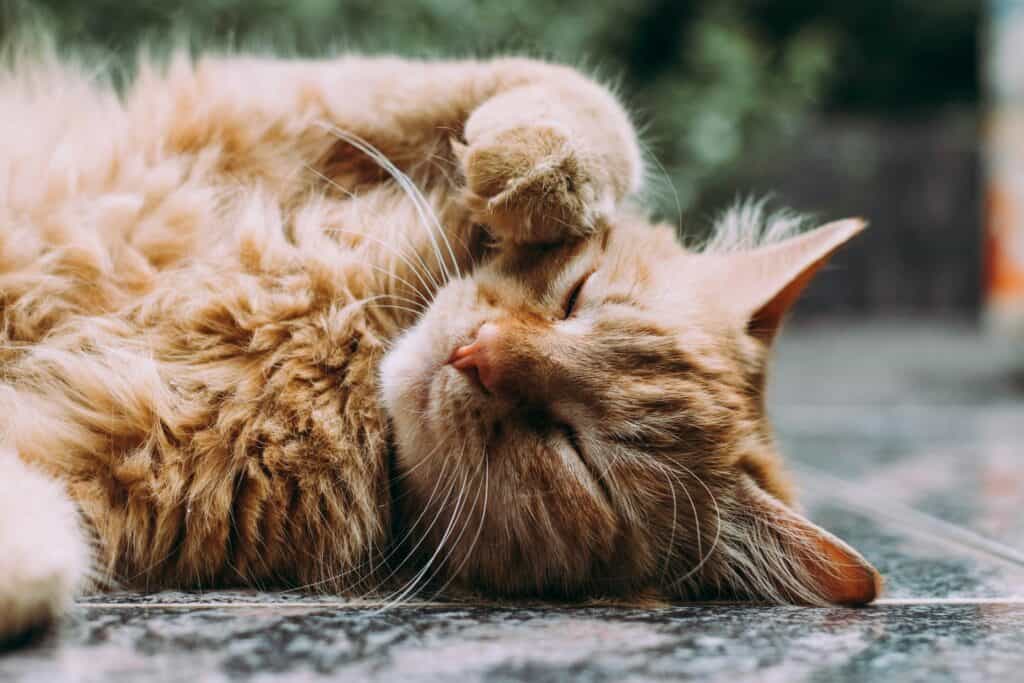 Cat Friendly Festival Ideas