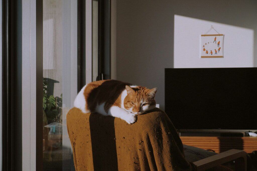 Cat Friendly Office Designs