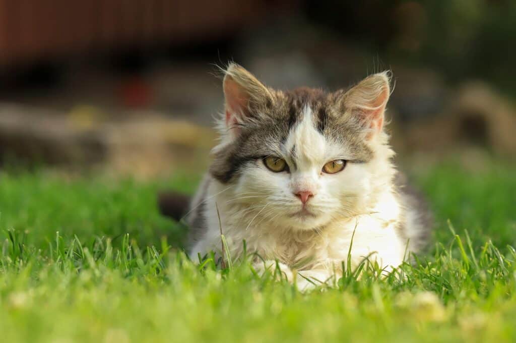 Cat Friendly Workplace Policies