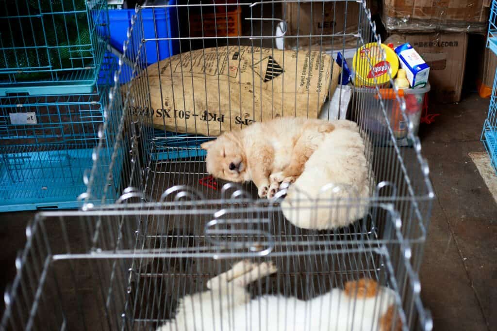Cat Rescue Organizations