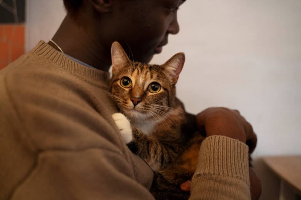 Cat Safe Pet Insurance