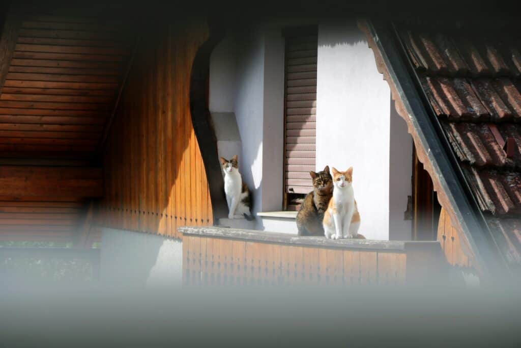 Cat Safe Home Environment