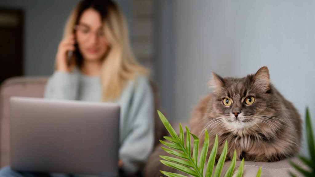Cat Safe Office Environments