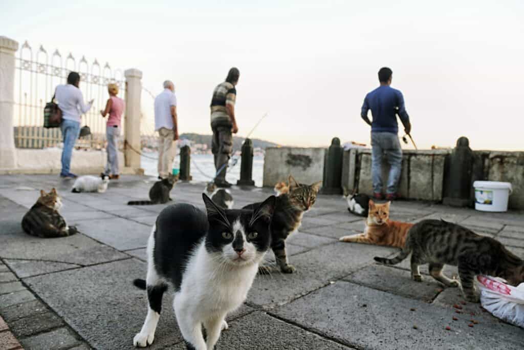 Cat Behavior Around Strangers