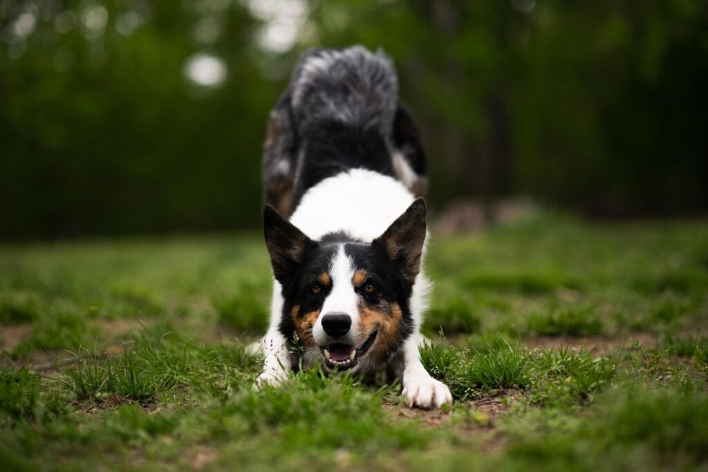 Dog Friendly Landscaping