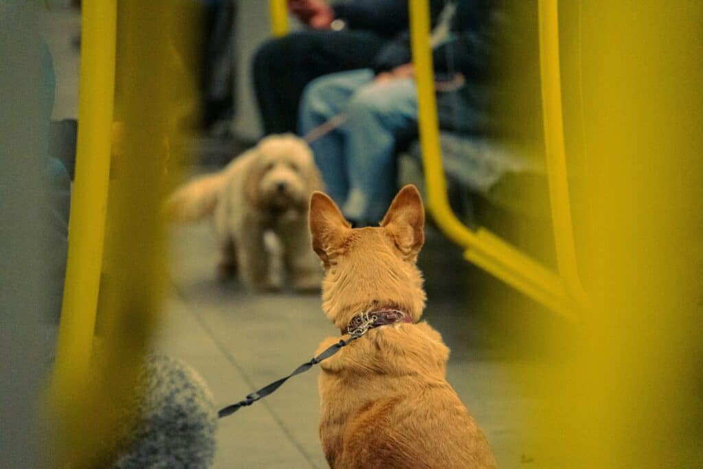 Dog Friendly Public Transport