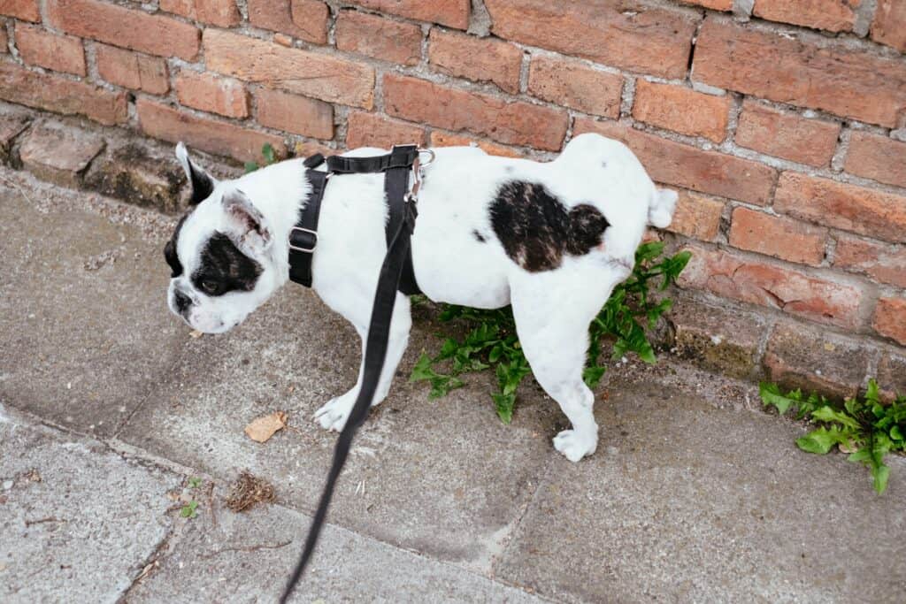 Why Does My Dog Pee When My Friend Pets Her