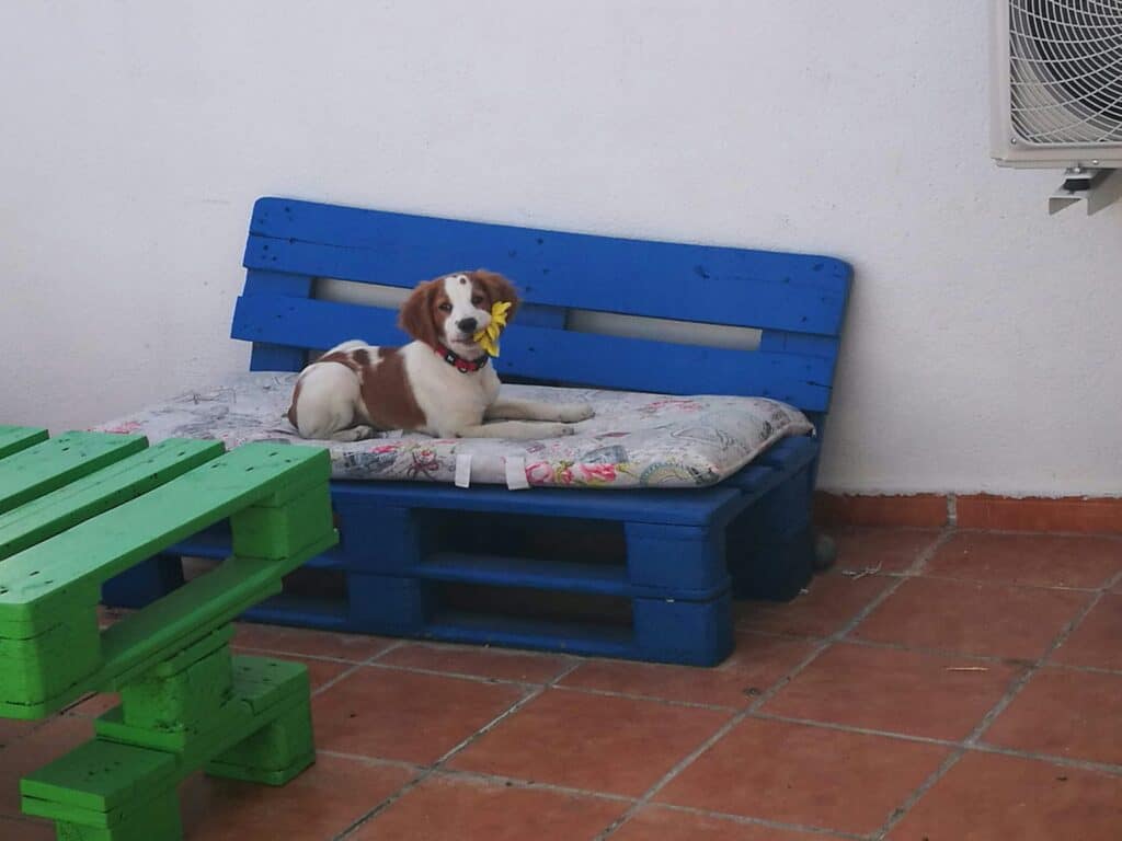 Dog Safe Furniture