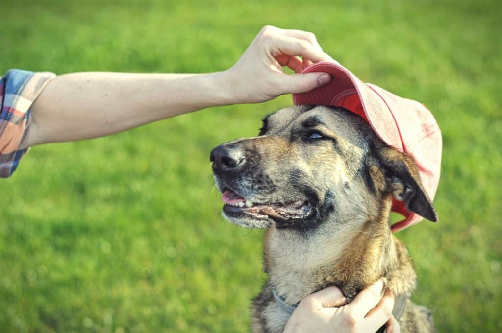 Dog Safe Pet Insurance Policies