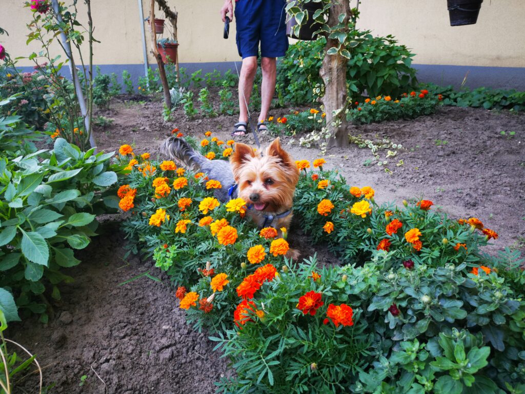 Dog Friendly Garden Design