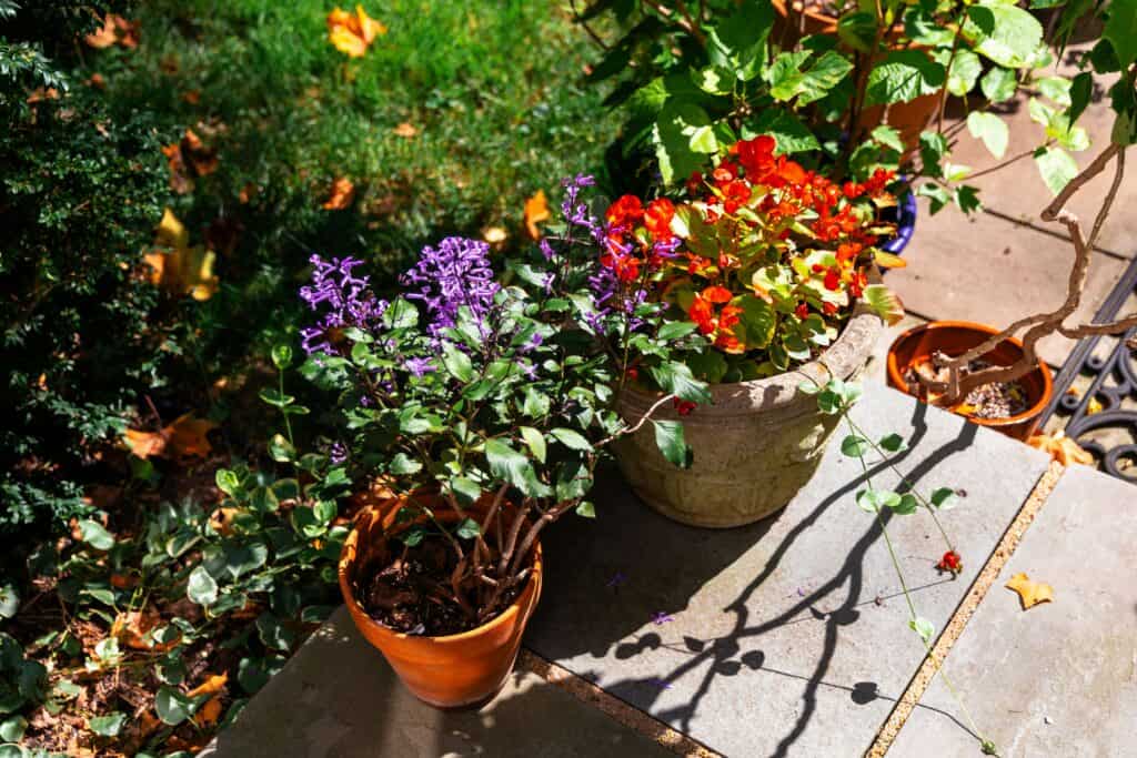 Dog Safe Garden Plants