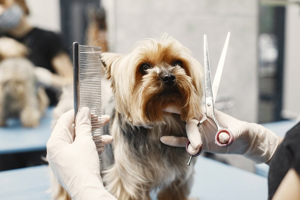Dog Friendly Grooming Services