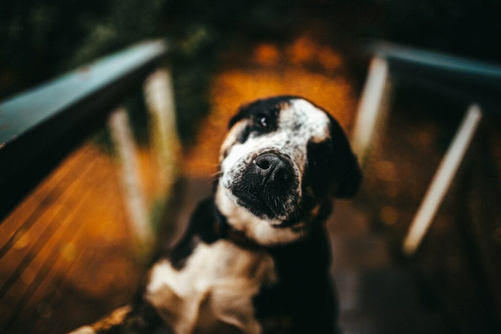 Pet Friendly Insurance Plans Expensive