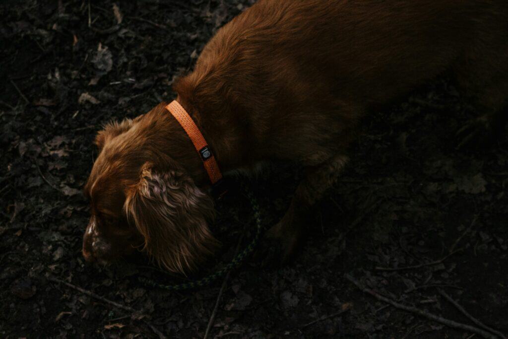 How to Comfort a Friend Who Lost a Pet