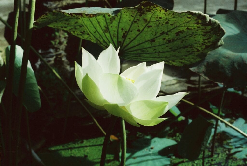 Are Peace Lilies Pet Friendly