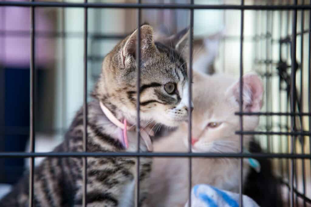 Why Are Pet Adoptions Important