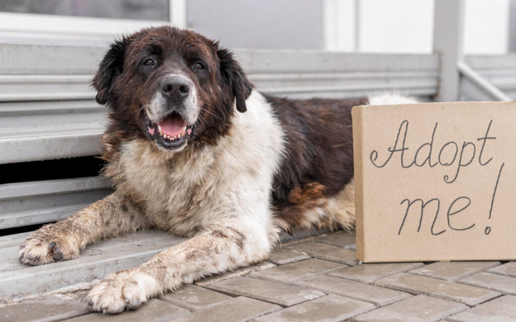 Pet Adoption & Rescue