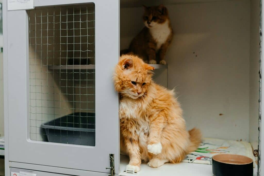Why Are Pet Adoptions Popular