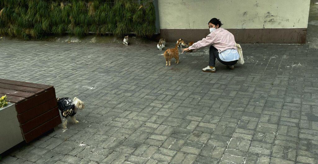 Pet-Friendly Environments