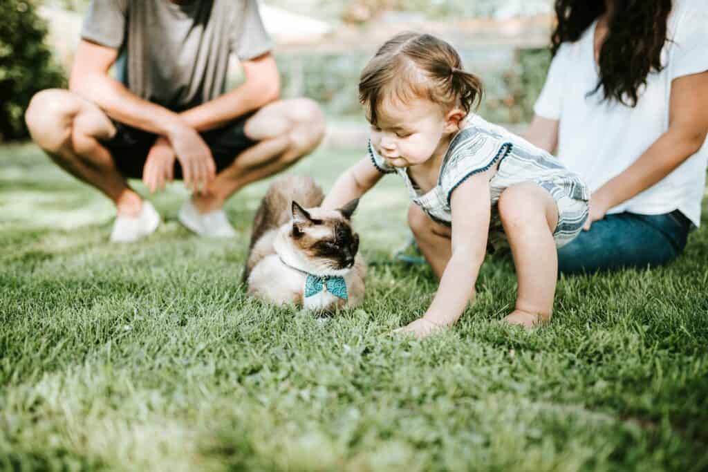 Are Pet Friendly Events Safe
