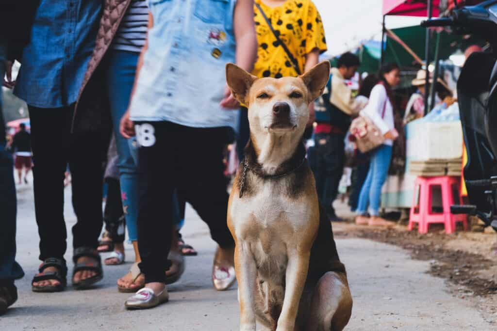 Pet Friendly Festivals