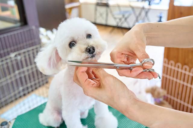Are Pet Friendly Groomers Safe
