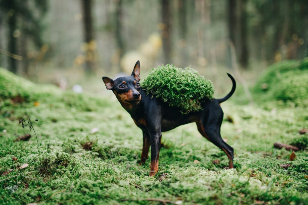 Pet Friendly Landscaping Ideas