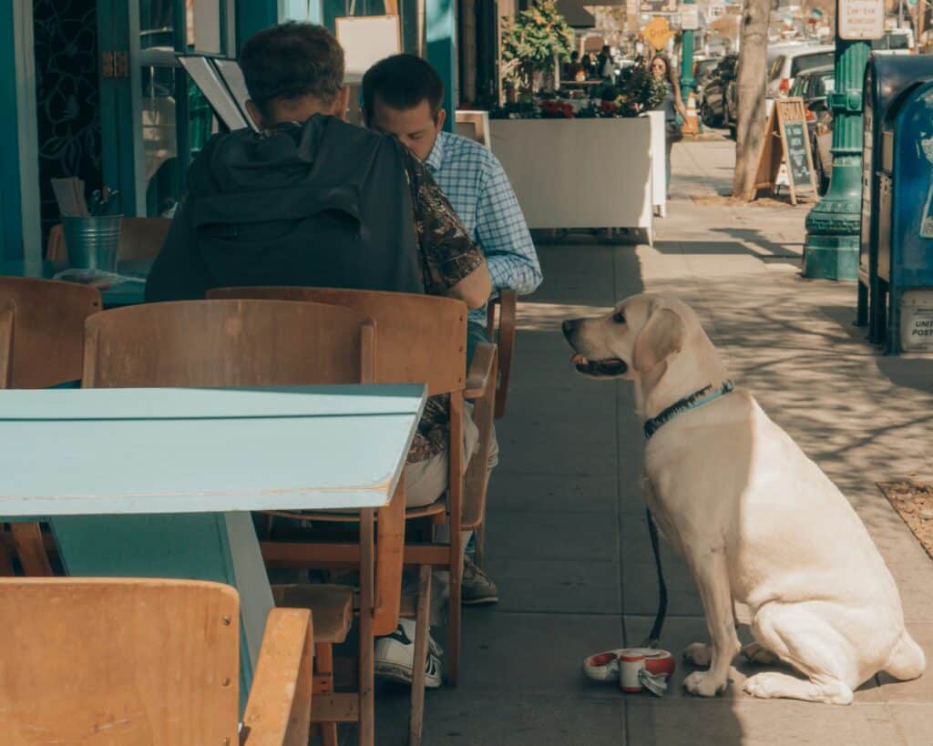 Are Pet Friendly Restaurants on the Rise
