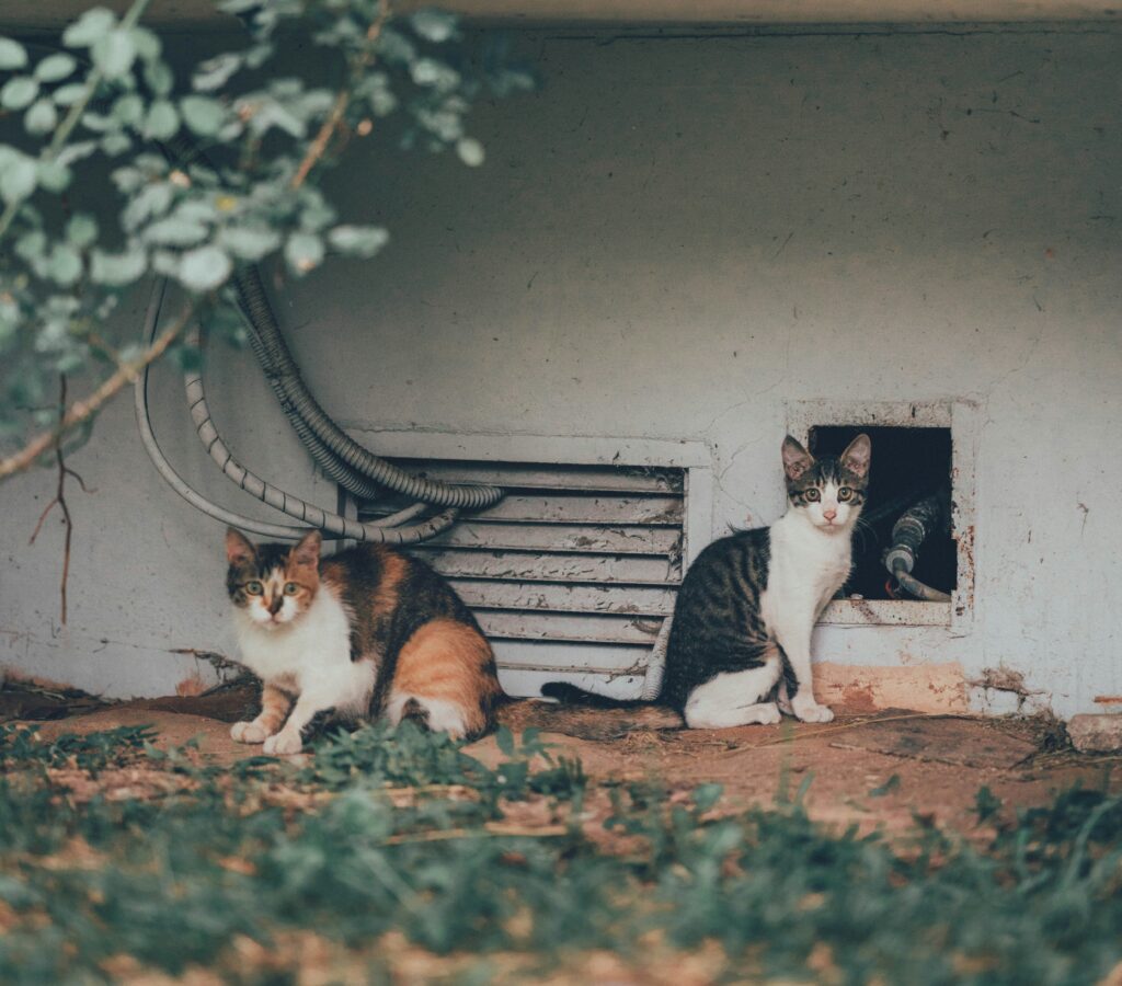 Pet Friendly Housing Options