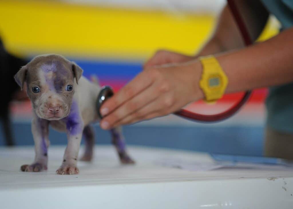Pet Friendly Pet Health
