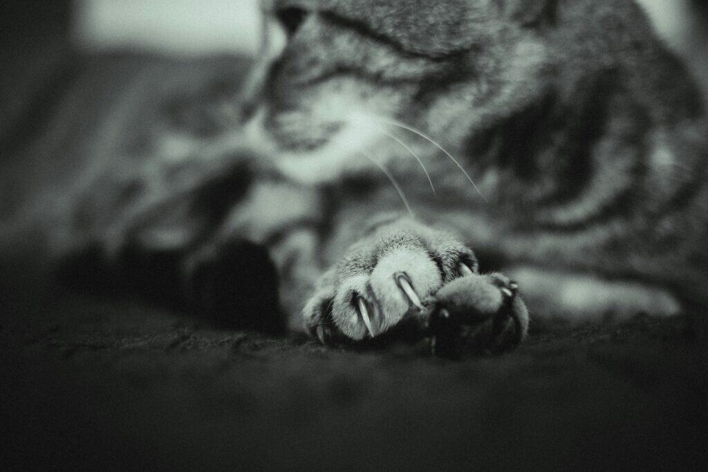 What to Say to a Friend Who Lost a Pet