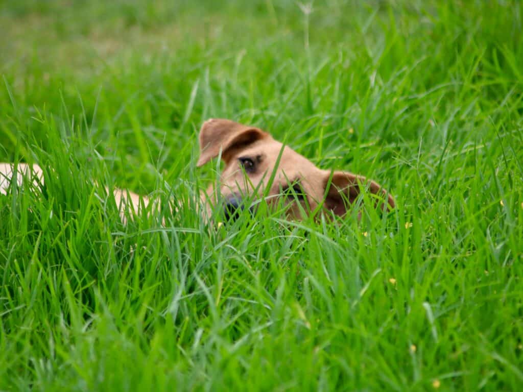 Pet Safe Lawn Treatments