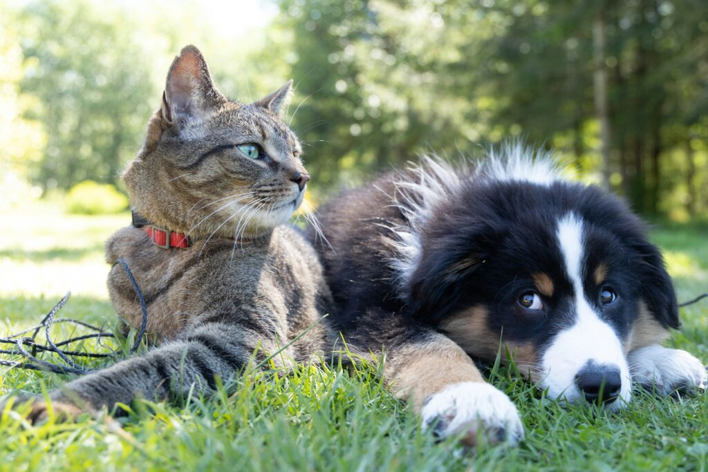Are Pet Loss Support Groups Helpful