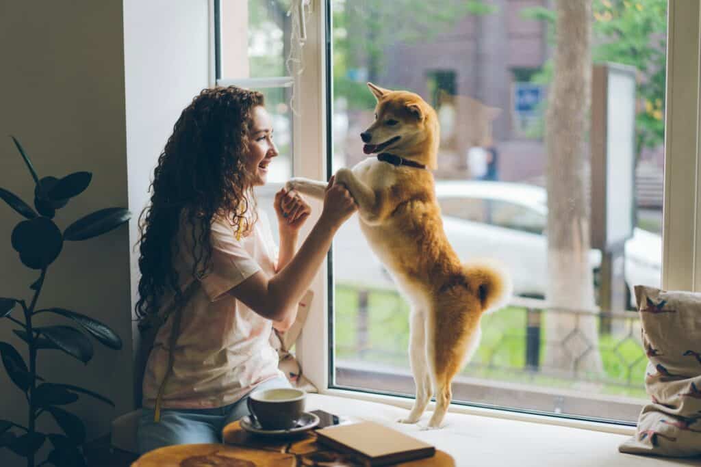 Why Are Pets Good Companions