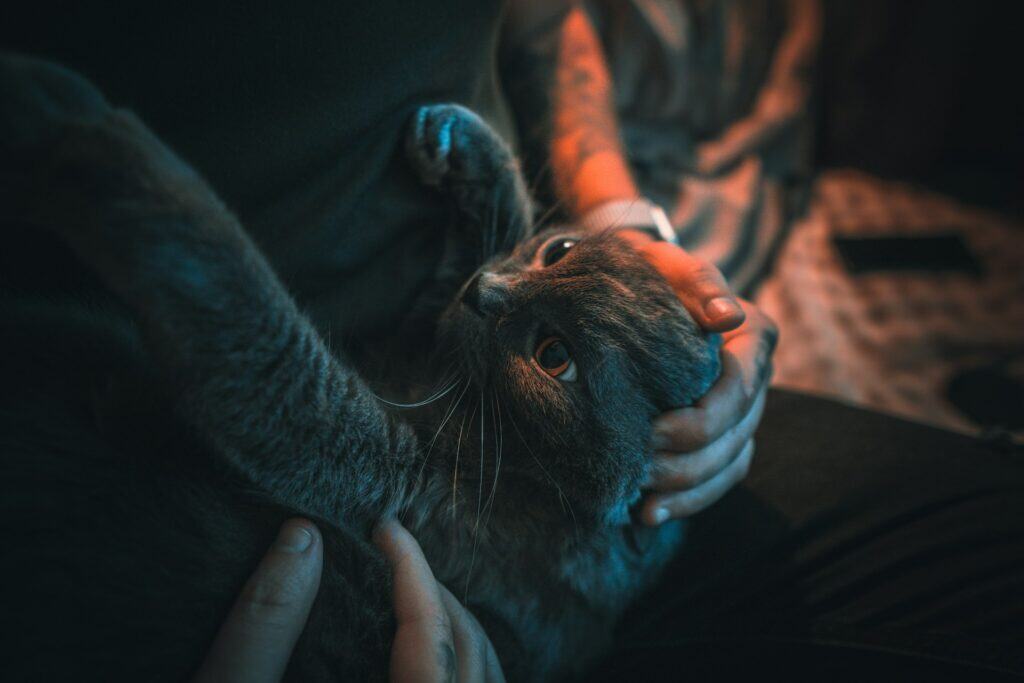 Why Are Pets Good for Mental Health