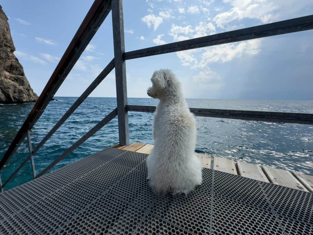 Why Are Pets Loyal