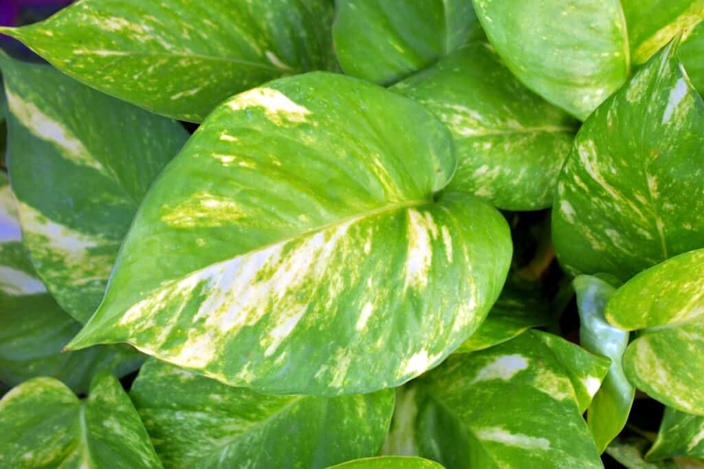 Are Pothos Pet Friendly