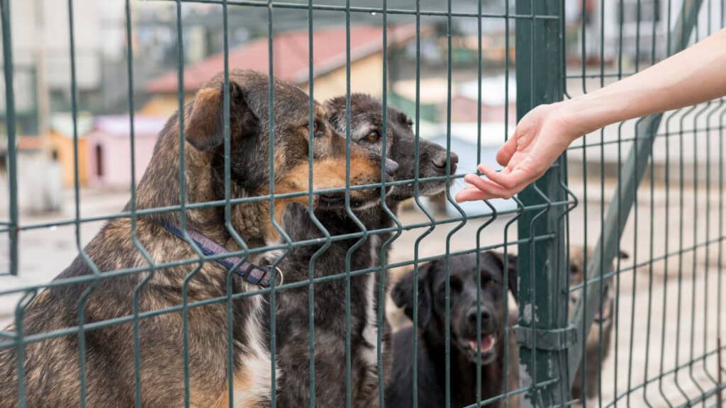 Are Rescue Centers Pet Friendly