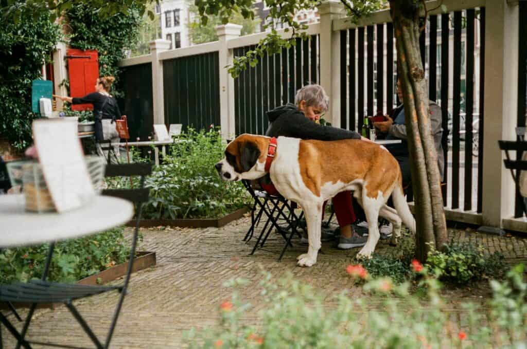 Pet Friendly Restaurants Near Me